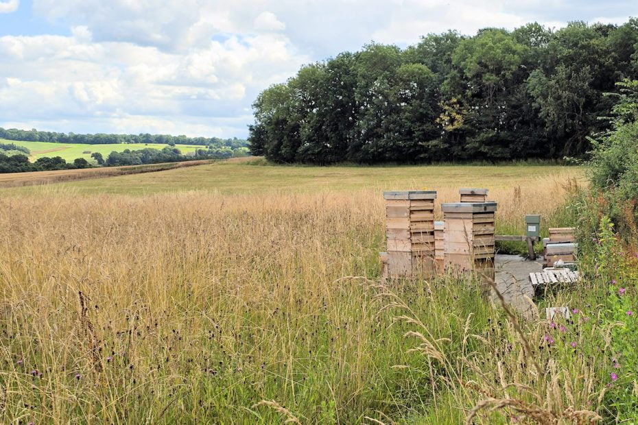 Graham Frabnklin's out-apiary